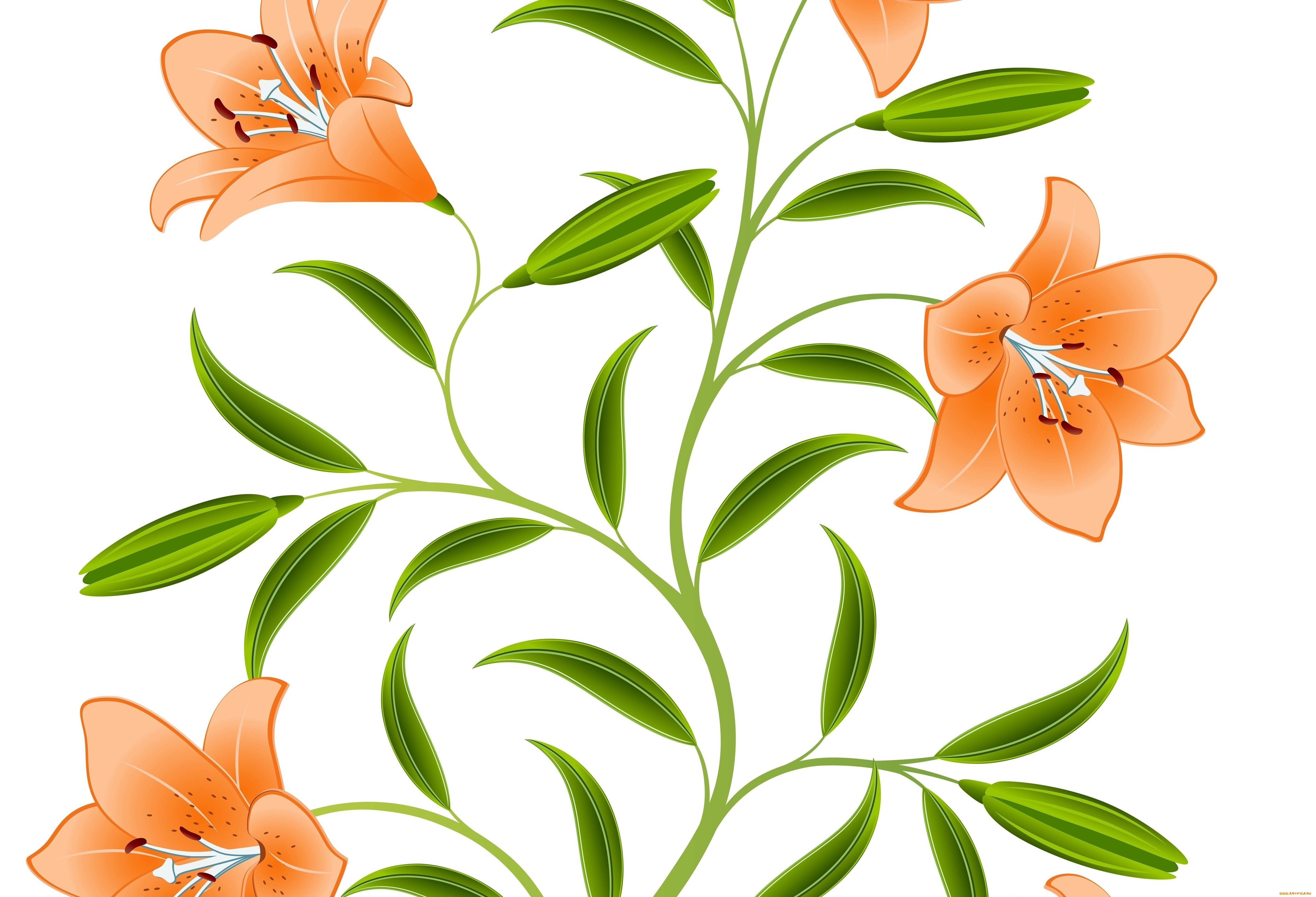  ,  , flowers, , 